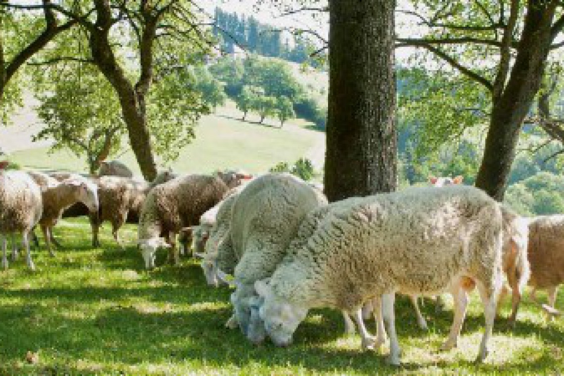 KasKistl Schafe in grünem Garten
