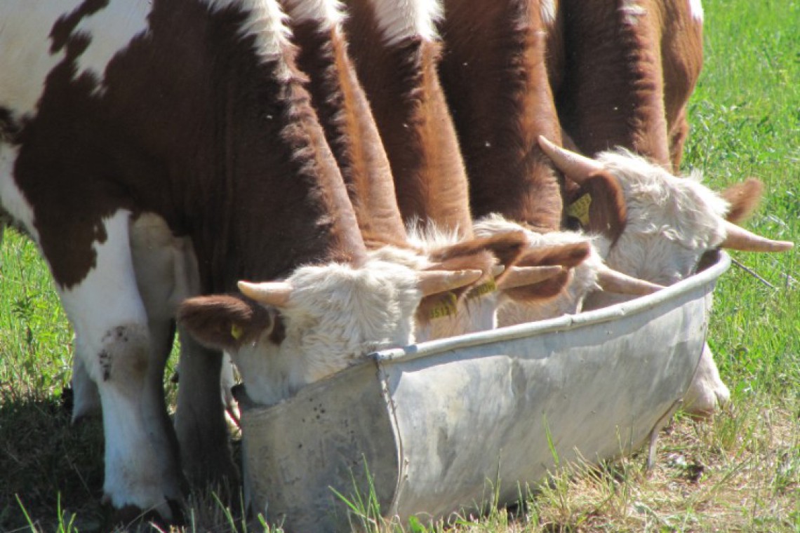 fünf Kühe trinken aus einem Trog