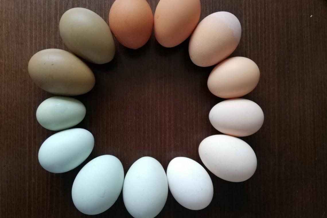 verschiedene Eier in Kreis gelegt auf Holztisch