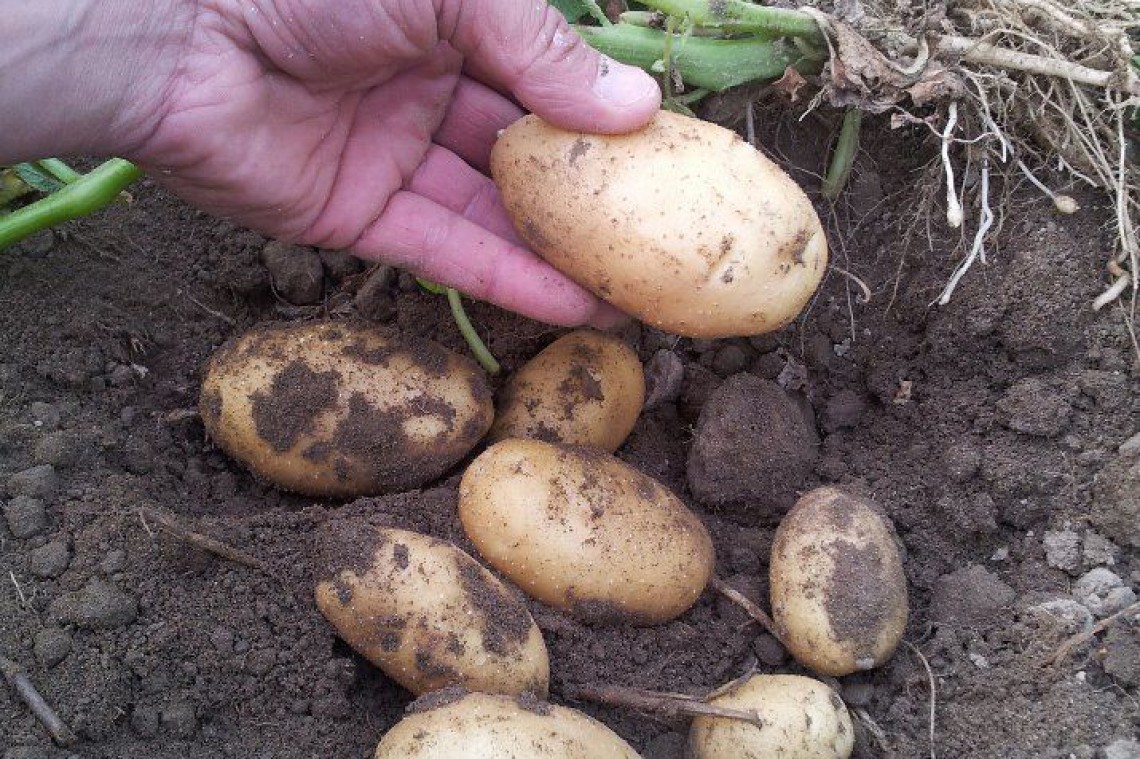 Kartoffelstaude mit ausgegrabenen Kartoffeln