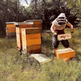Bild anzeigen: Bio Imkerei Auhonig, Imkerin mit Rahmen bei den Bienenstöcken