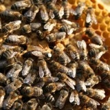 Bild anzeigen: Bienenzauber Brutwabe mit Königin