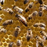Bild anzeigen: Bienen auf Honigwabe
