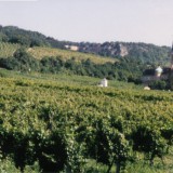 Bild anzeigen: Biegler Weingärten mit Schloss und Kirche
