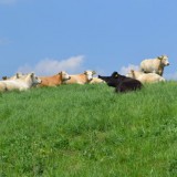 Bild anzeigen: Kühe auf der Wiese