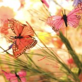 Bild anzeigen: Scheugl Schmetterling