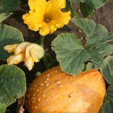 Bild anzeigen: Karpfinger Kürbispflanze mit Kürbis