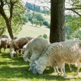 Bild anzeigen: KasKistl Schafe in grünem Garten