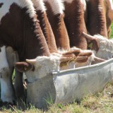 Bild anzeigen: fünf Kühe trinken aus einem Trog