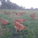 Bild anzeigen: Hühner auf einer Wiese
