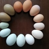 Bild anzeigen: verschiedene Eier in Kreis gelegt auf Holztisch