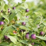 Bild anzeigen: Violette Chilipflanze