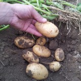 Bild anzeigen: Kartoffelstaude mit ausgegrabenen Kartoffeln