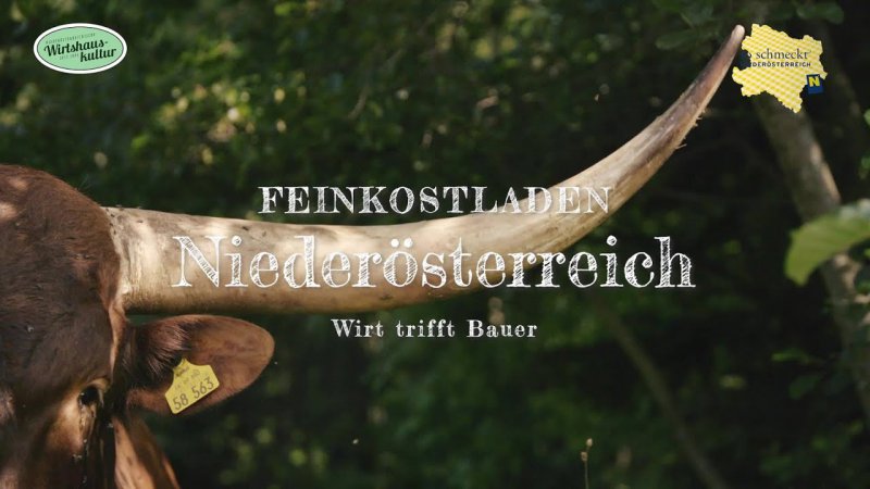 Youtube Video aktivieren