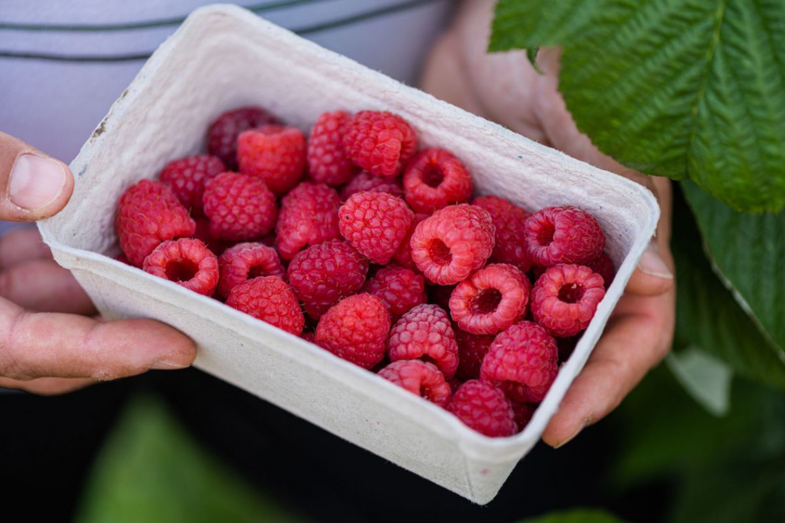 frisch geerntete Himbeeren 