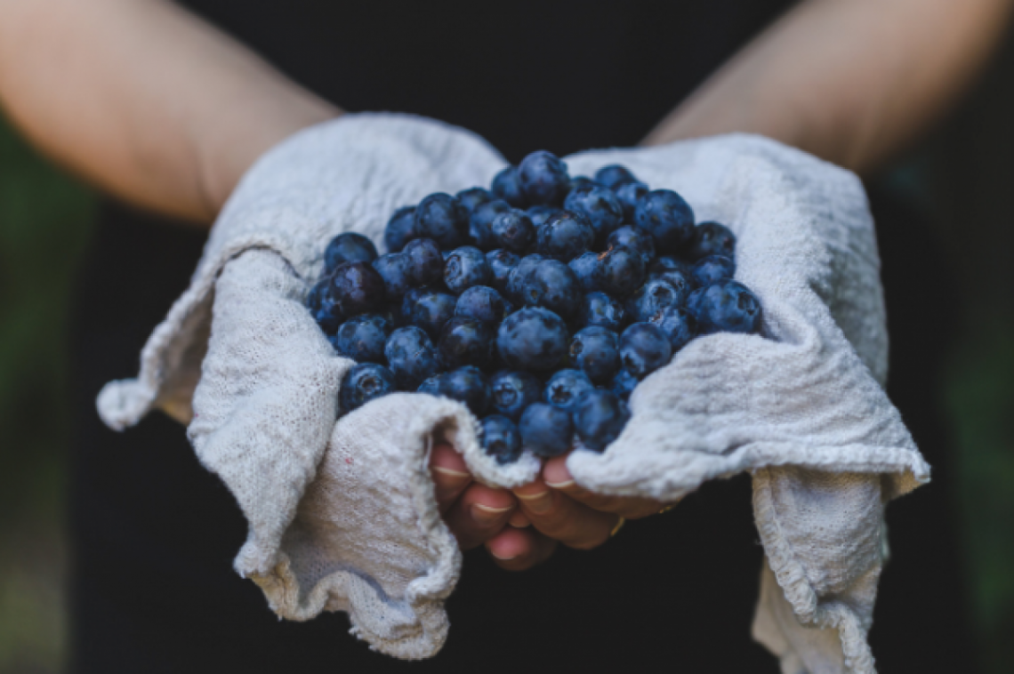 Frisch geerntete Heidelbeeren werden in einem weißen Tuch in zwei Händen präsentiert.
