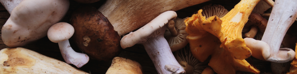 schwammerl-jumboslider