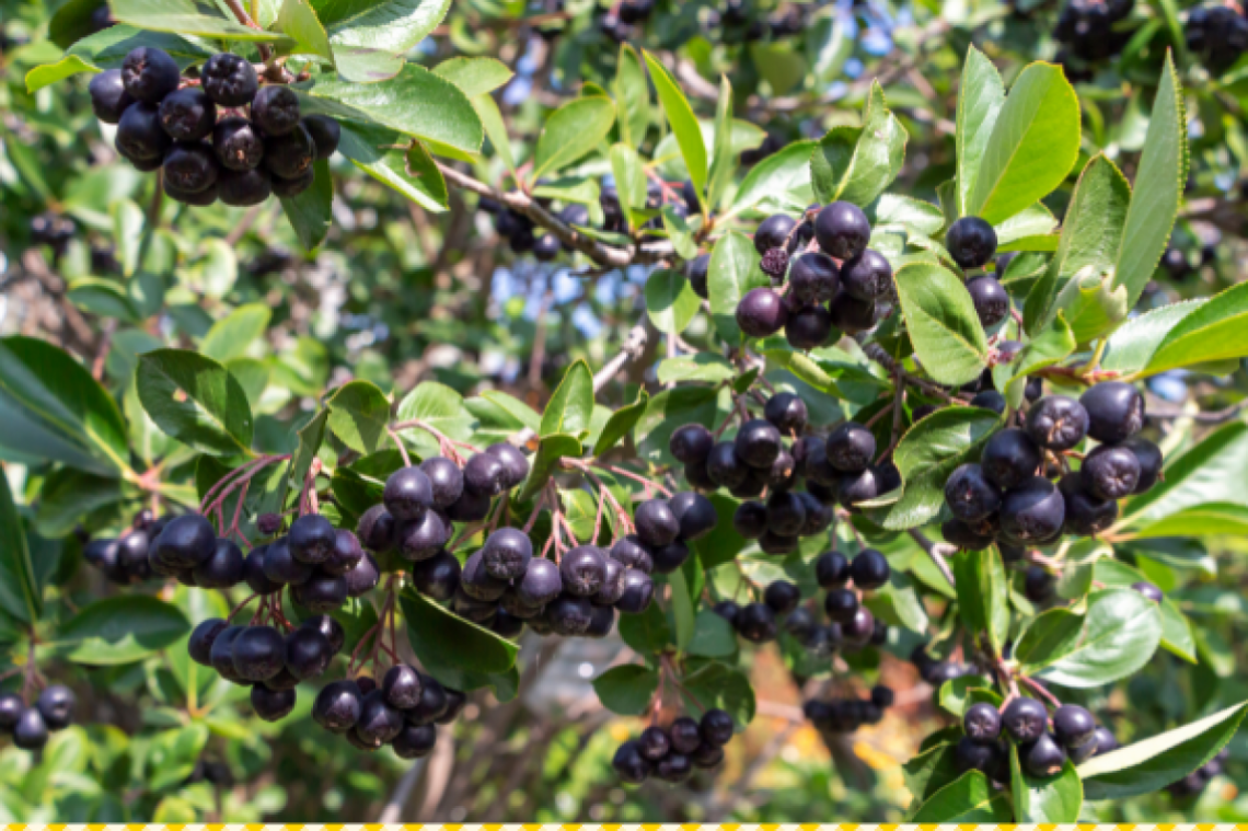 aronia-c-canva-1