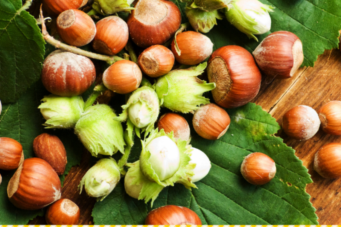 haselnuesse-c-canva