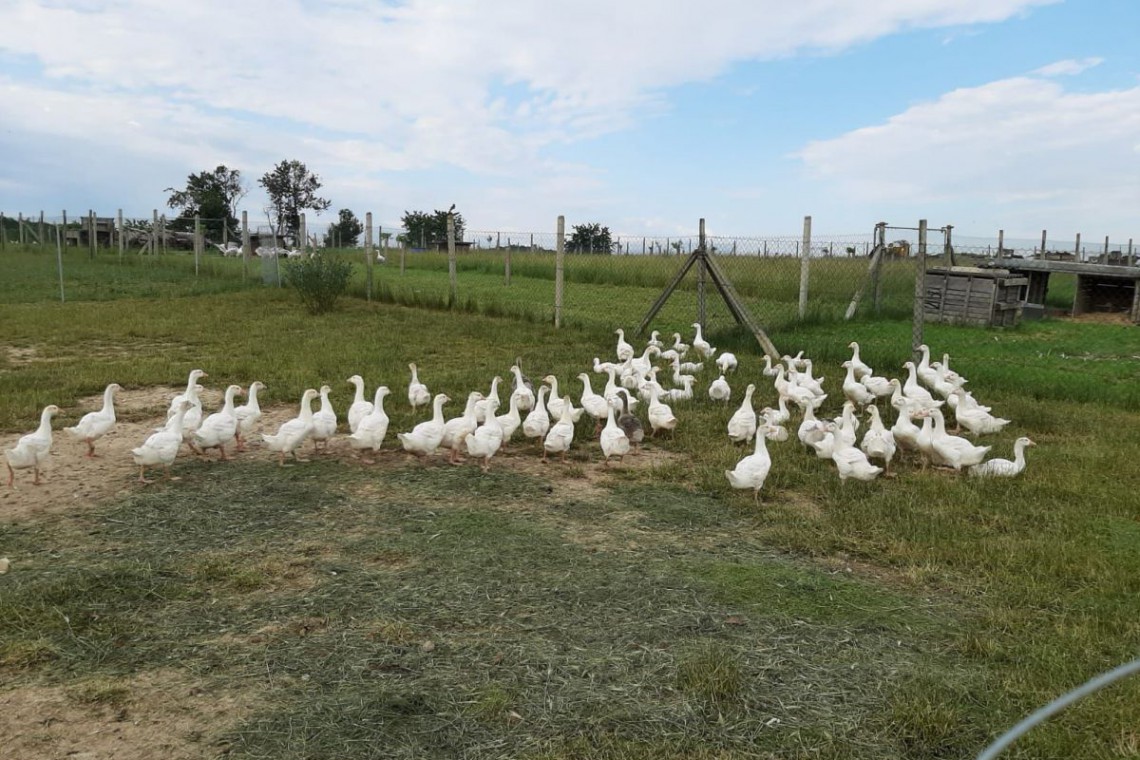 Enten auf einer Wiese