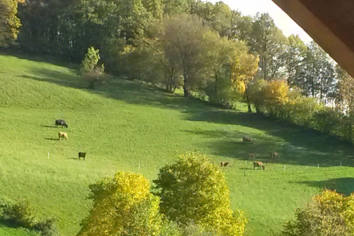 Biohof Oberriegl Kühe auf der Weide