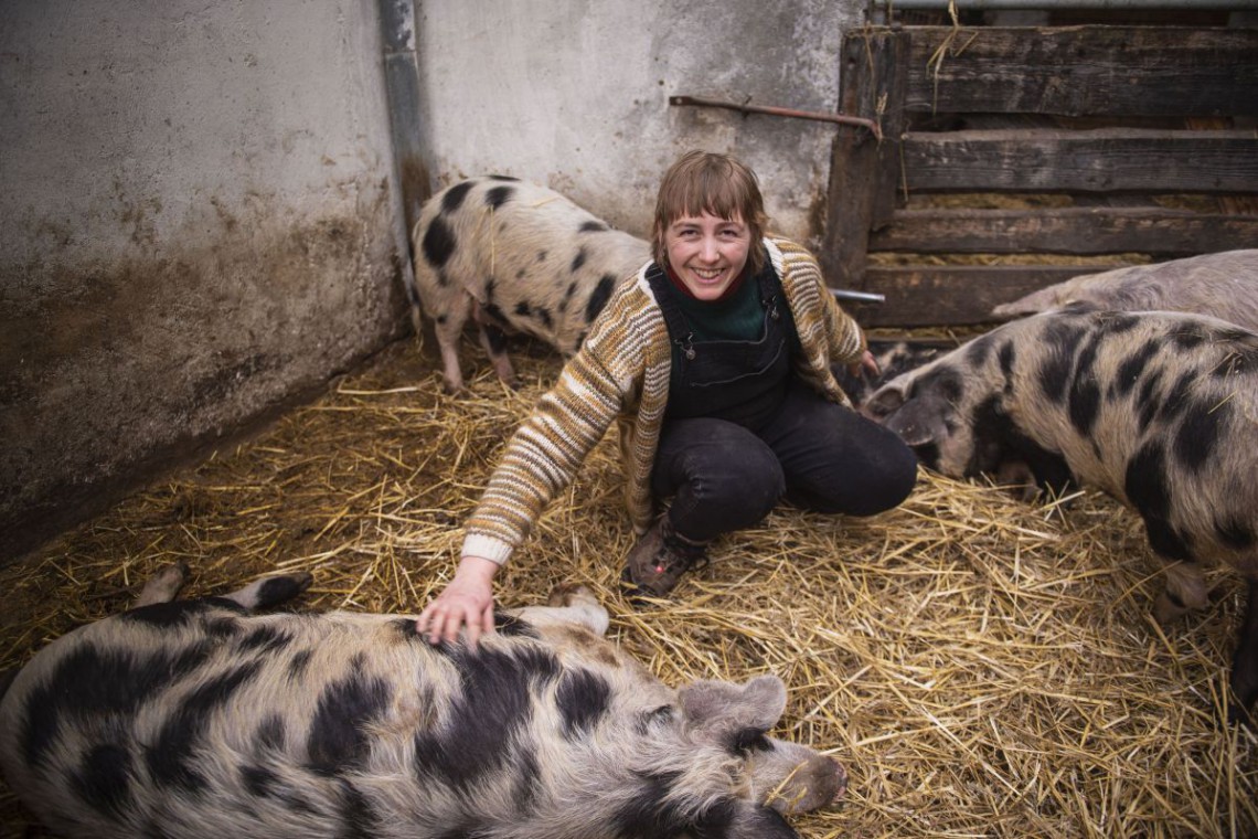 Penner Turopolje Schweine im Stall