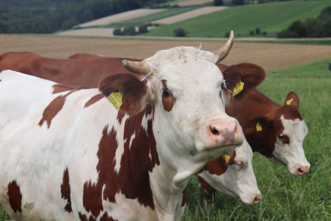 Biohof Doppler Drei Kühe auf der Weide