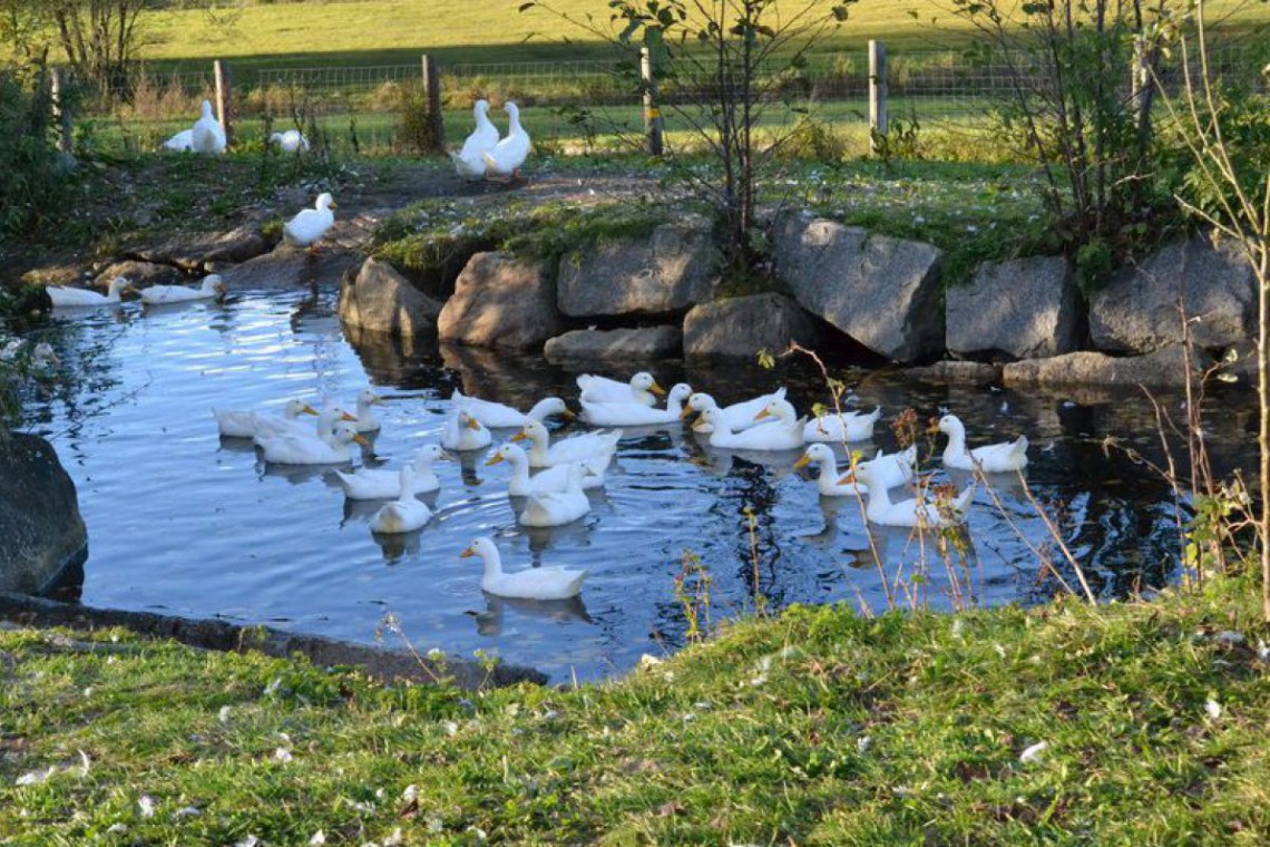 Biobetrieb Hausmühle Gänse im Teich