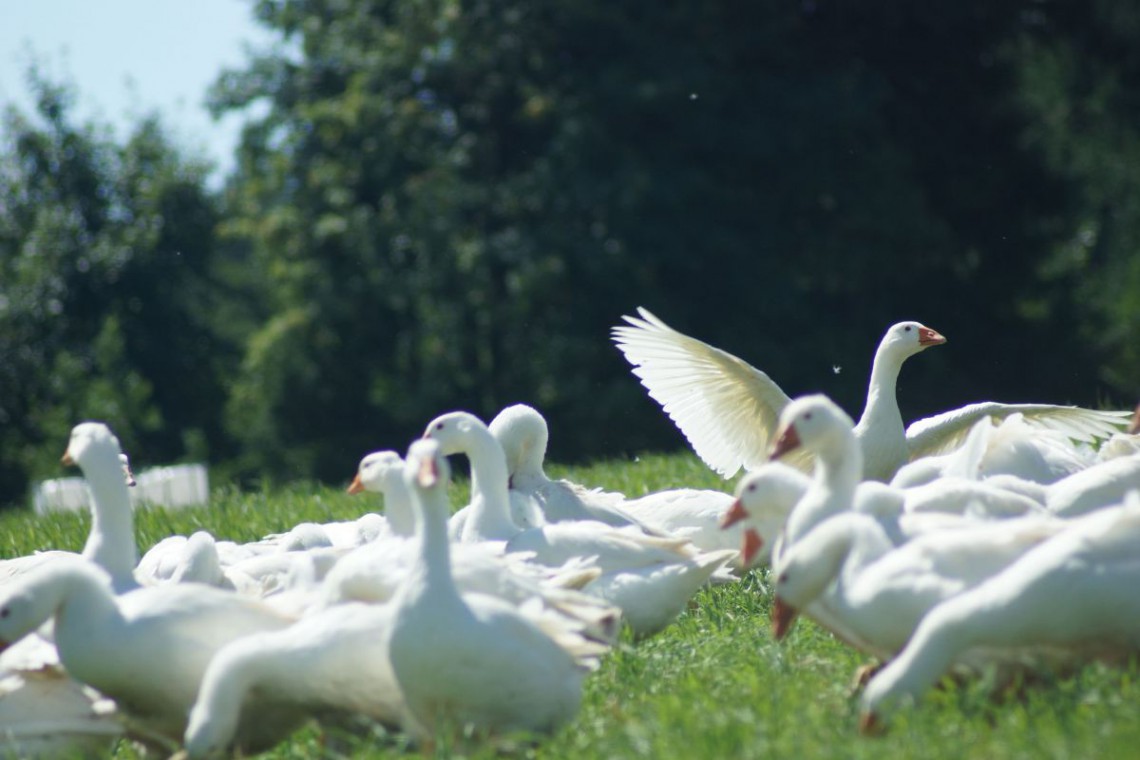 Biobetrieb Hausmühle Gänse auf der Weide