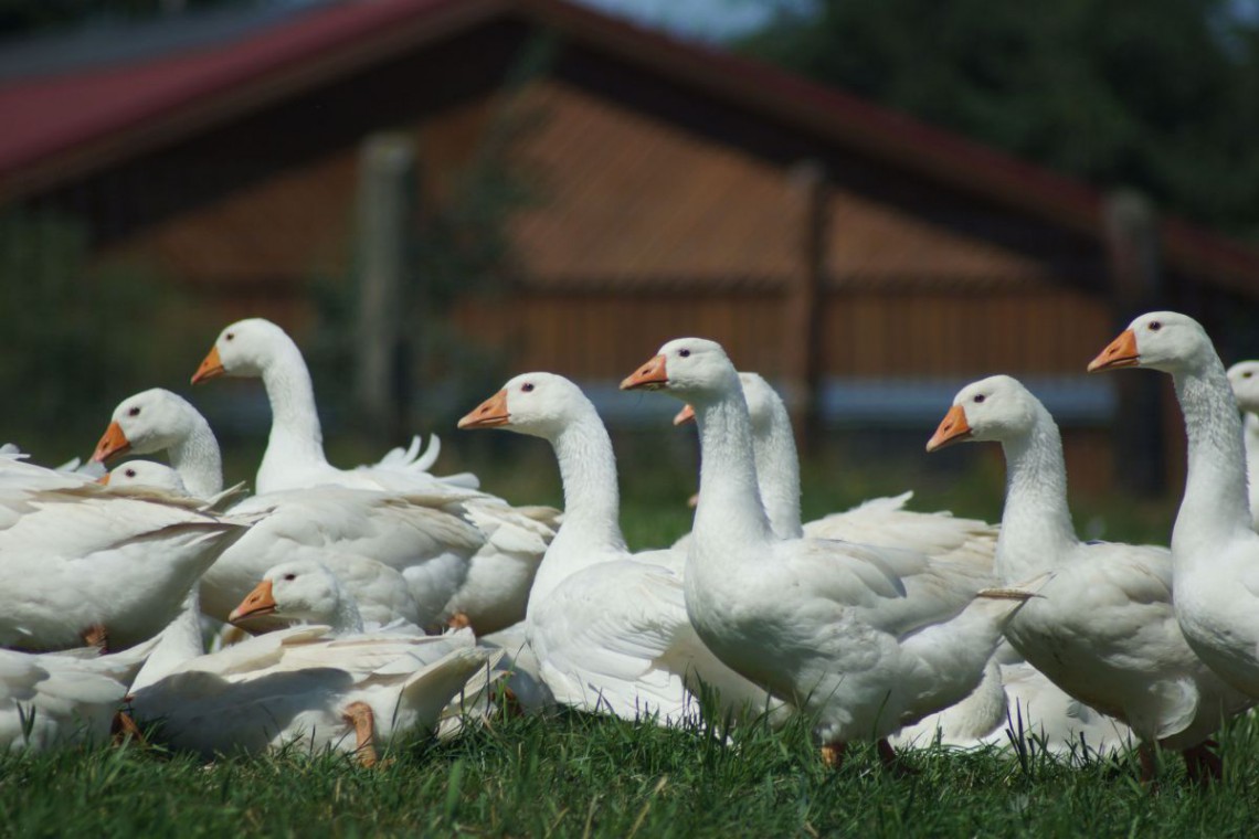 Biobetrieb Hausmühle  Gänseherde