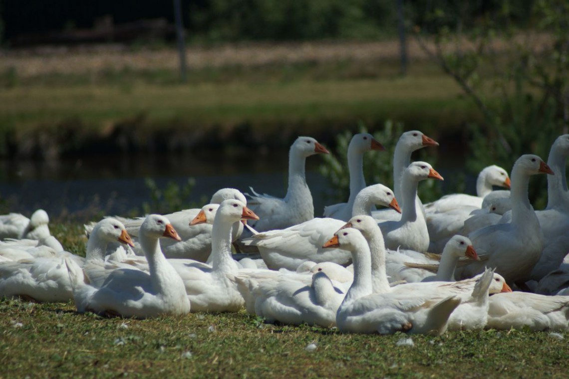 Biobetrieb Hausmühle Gänse auf der Wiese