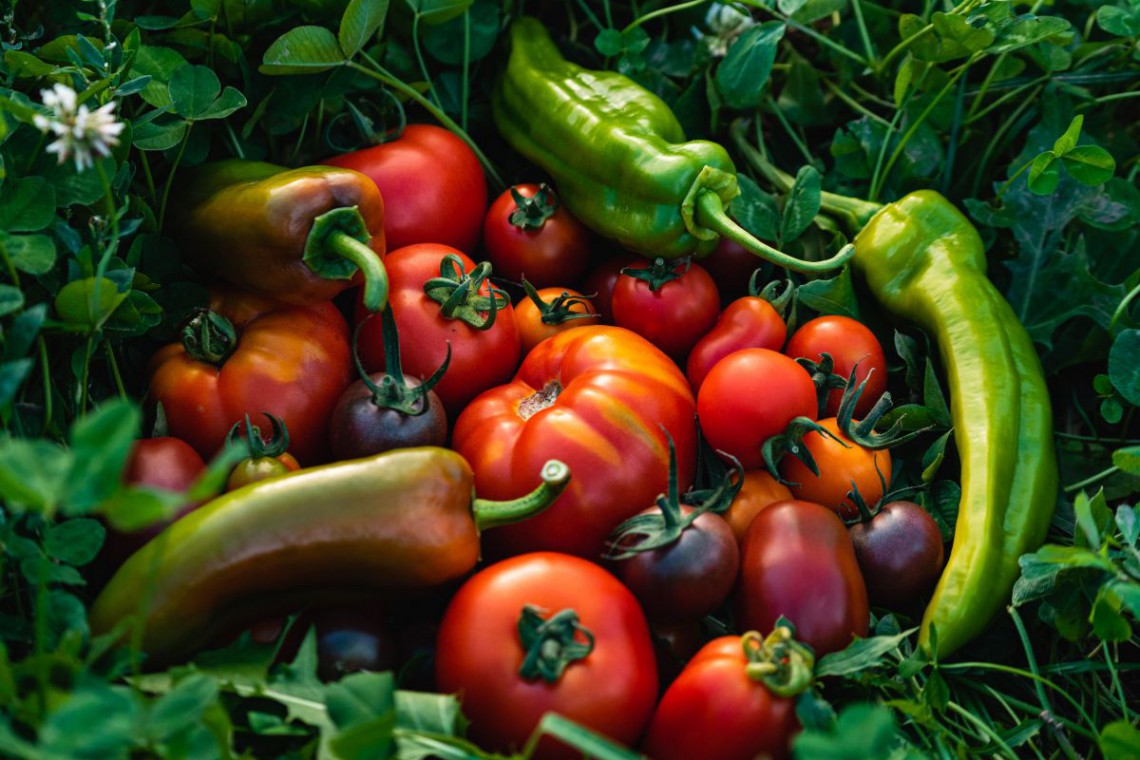 Biohof Osterer Paprika und Paradeiser in der Wiese