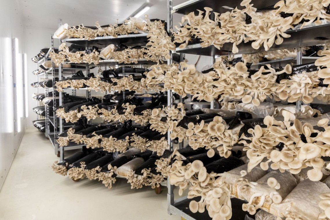 Hadahof Austernpilzzucht Regale mit Substratsäcken