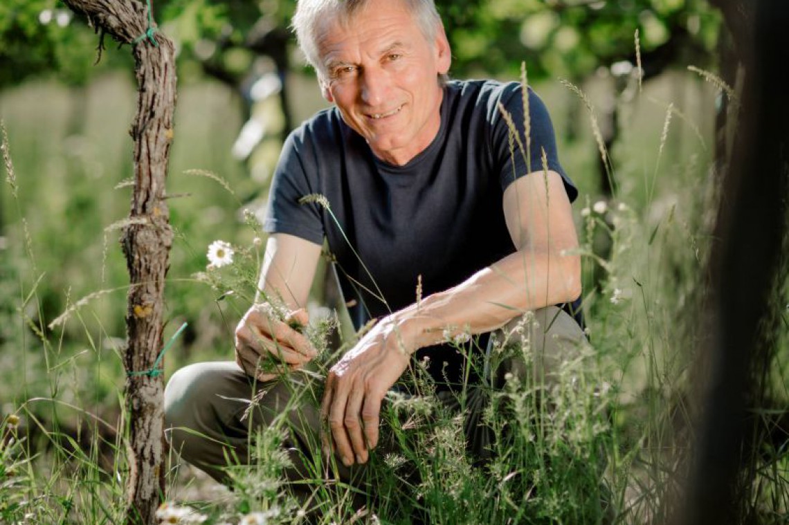 Bio Weingut Hofer, Herr Hofer im Weingarten