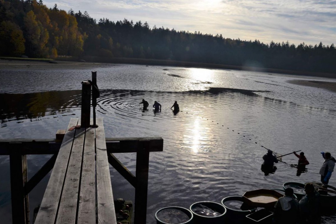 Hofbauer Karpfenteich im Abendlicht