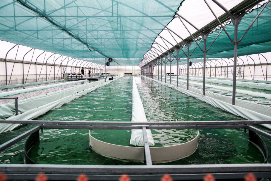 Spirulix,Algenbecken auf der Spirulina Farm