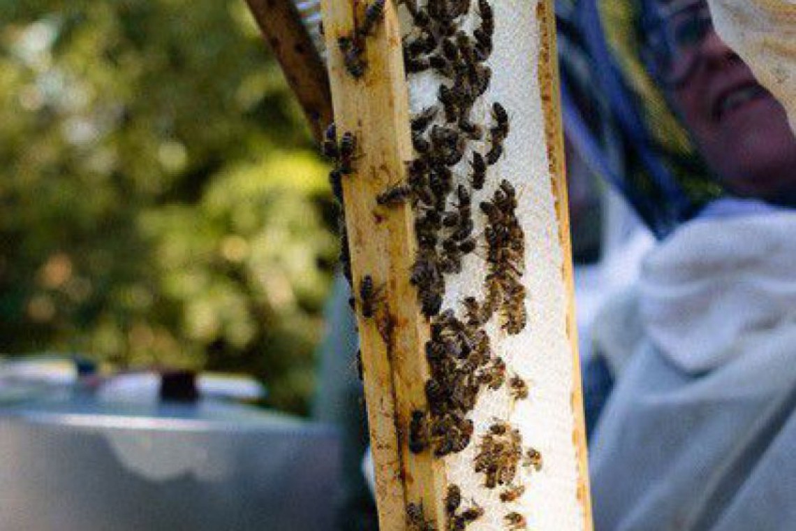 Bio Imkerei Auhonig, Imkerin beim Abstreifen der Bienen vom Rahmen