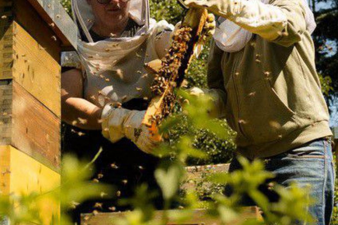 Bio Imkerei Auhonig, Imkerinnen bei den Bienenstöcken