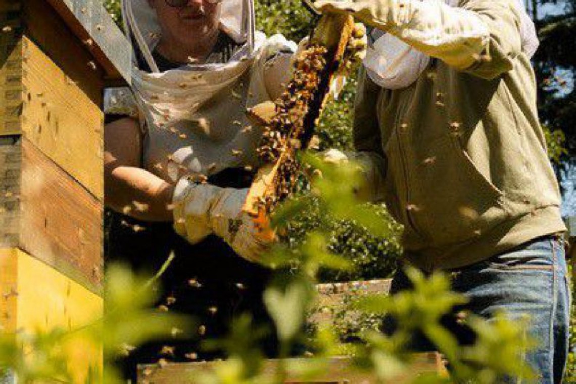 Bio Imkerei Auhonig, Imkerinnen bei den Bienenstöcken