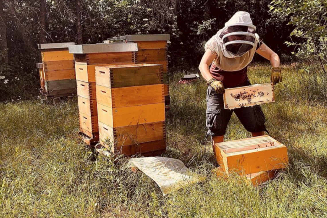Bio Imkerei Auhonig, Imkerin mit Rahmen bei den Bienenstöcken