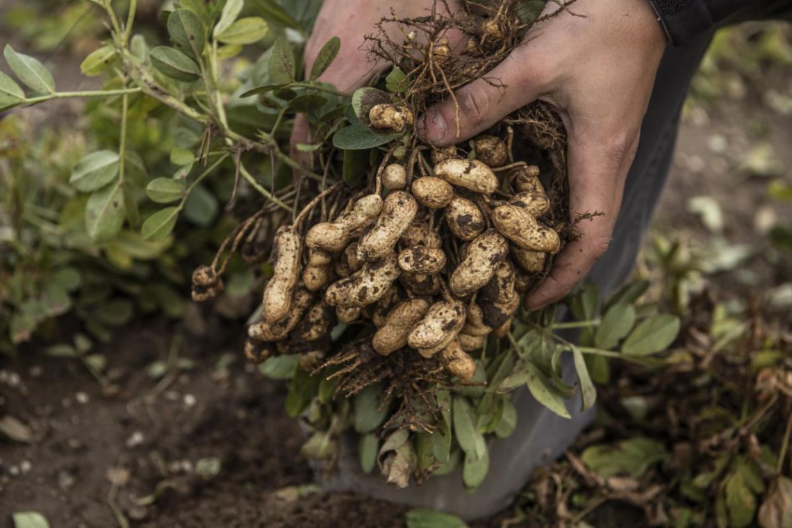 Neuland.bio Hand mit Erdnüssen frisch vom Feld