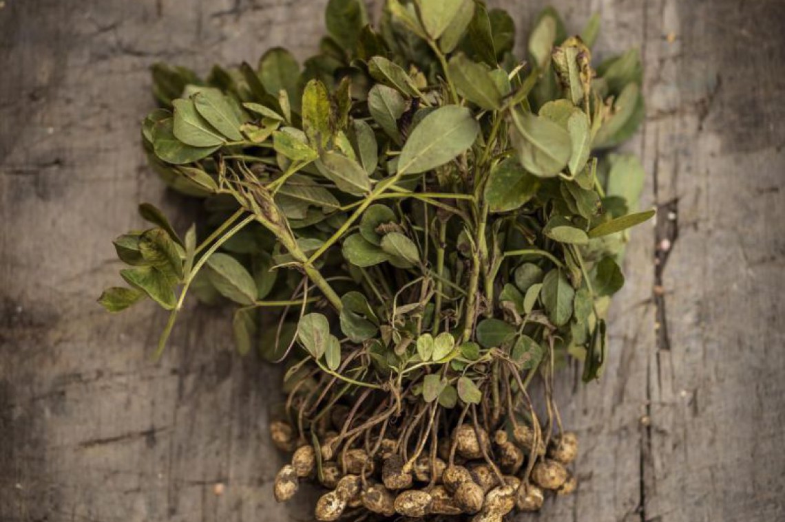 Neuland.bio Frische Erdnüsse mit Grün auf Tisch