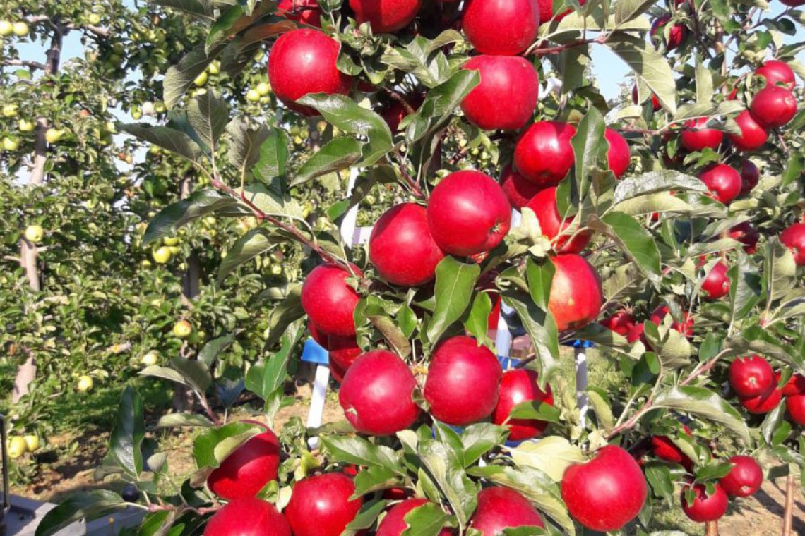 Kohlfock. Apfelbaum mit roten Äpfel