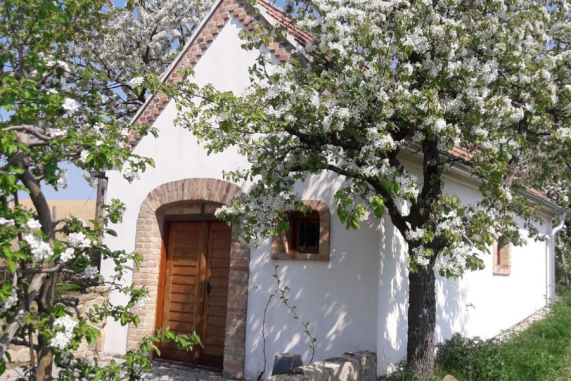 Kohlfock,Kellergassenhaus mit blühenden Apfelbäumen