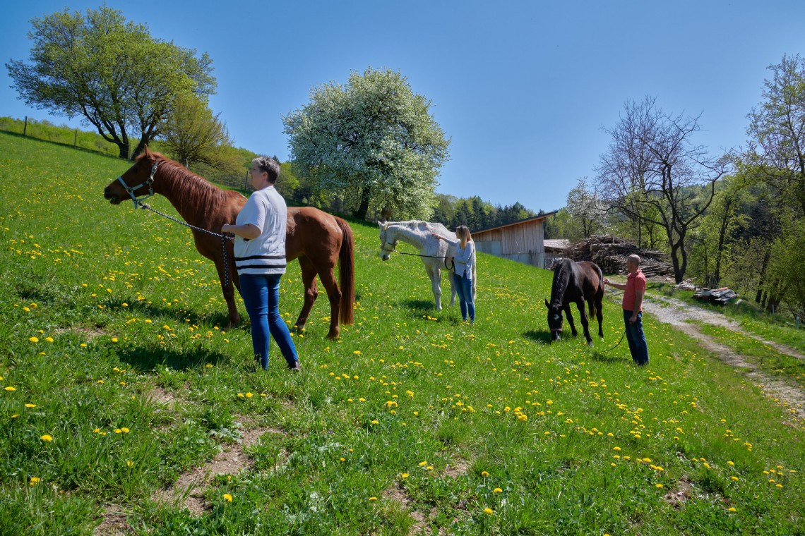 Biohof Rank, Pferde auf der Weide