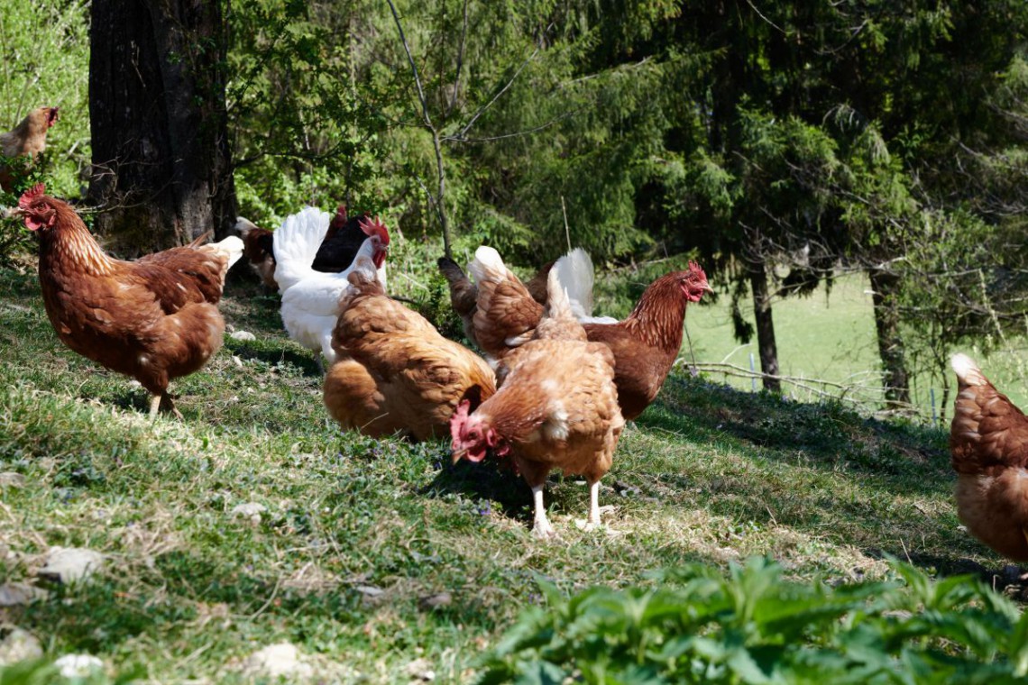 Biohof Rank, Hühner auf der Wiese