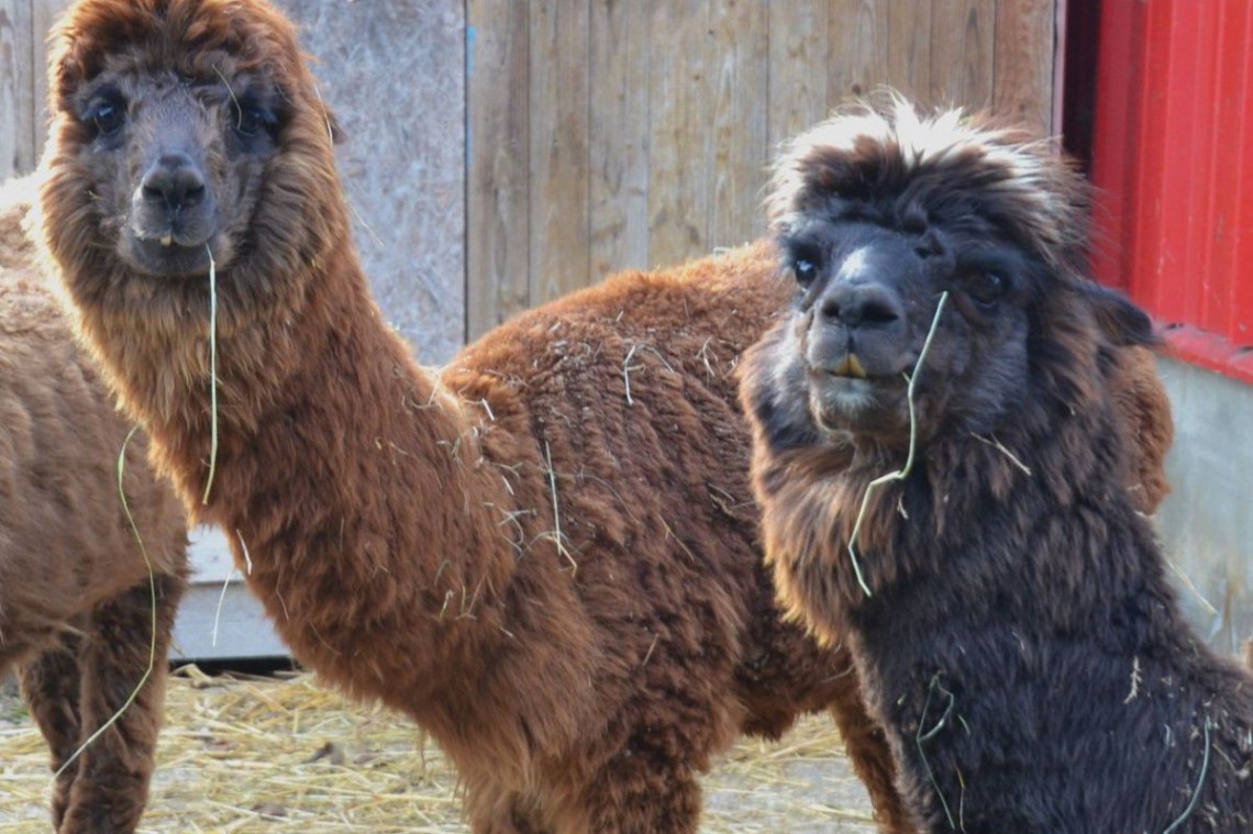 charly-und-matteo