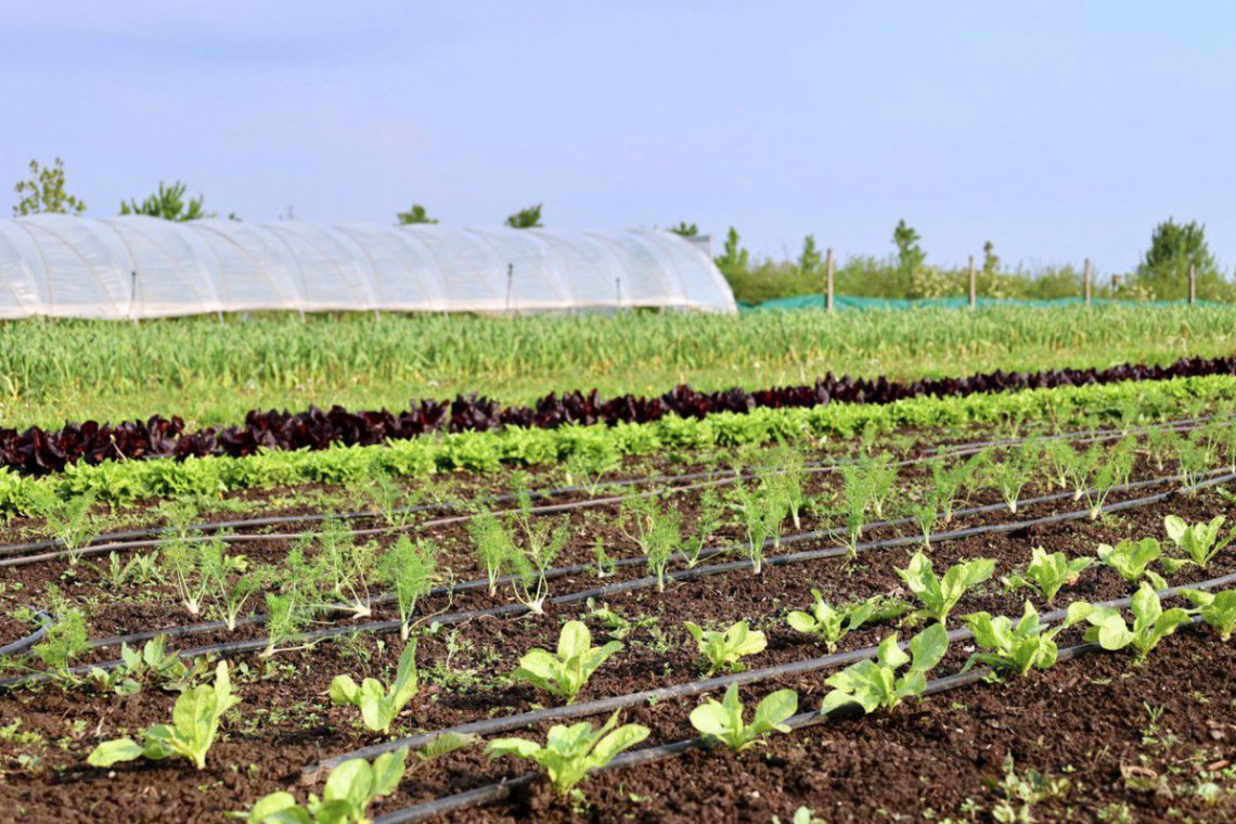Grand Farm, Gemüsefeld mit Folientunnel