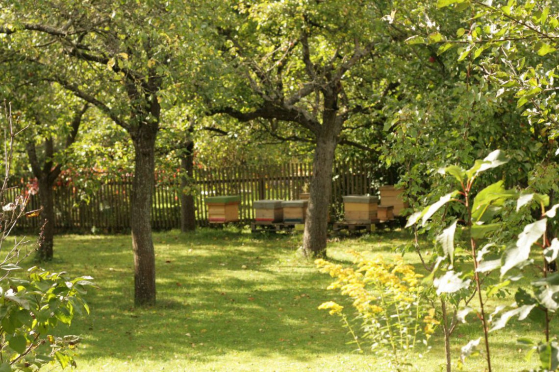Kampbiene , Bienenstöcke stehen im Tiergarten