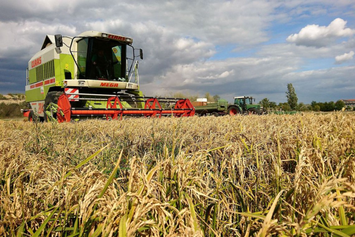 Österreis, Gregor Neumeyer bei der Ernte